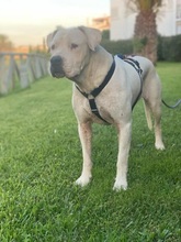 GRETLI, Hund, Dogo Argentino in Spanien - Bild 7