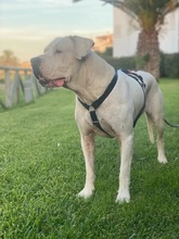 GRETLI, Hund, Dogo Argentino in Spanien - Bild 8