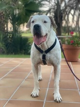 GRETLI, Hund, Dogo Argentino in Spanien - Bild 9