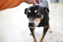 RICO, Hund, Mischlingshund in Rumänien - Bild 2
