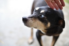RICO, Hund, Mischlingshund in Rumänien - Bild 3