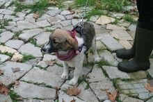 CARLA, Hund, Mischlingshund in Bulgarien - Bild 1