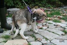CARLA, Hund, Mischlingshund in Bulgarien - Bild 2