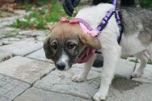 CARLA, Hund, Mischlingshund in Bulgarien - Bild 3