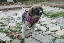 CARLA, Hund, Mischlingshund in Bulgarien - Bild 5