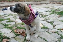CARLA, Hund, Mischlingshund in Bulgarien - Bild 6
