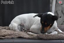 PATRIK, Hund, Ratonero Bodeguero Andaluz in Donzdorf - Bild 3