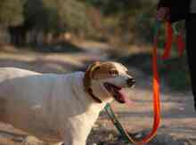LILI, Hund, Mischlingshund in Spanien - Bild 10