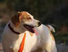 LILI, Hund, Mischlingshund in Spanien - Bild 11
