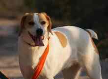 LILI, Hund, Mischlingshund in Spanien - Bild 12