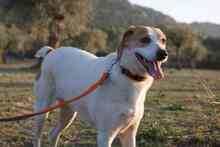 LILI, Hund, Mischlingshund in Spanien - Bild 15