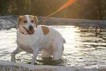 LILI, Hund, Mischlingshund in Spanien - Bild 19