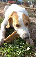 LILI, Hund, Mischlingshund in Spanien - Bild 2
