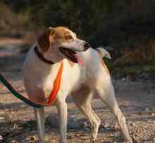 LILI, Hund, Mischlingshund in Spanien - Bild 8