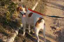 LILI, Hund, Mischlingshund in Spanien - Bild 9