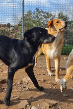 CHESTER, Hund, Mischlingshund in Spanien - Bild 4