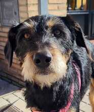 MARTINA, Hund, Terrier-Mix in Spanien - Bild 1