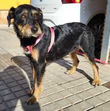 MARTINA, Hund, Terrier-Mix in Spanien - Bild 2