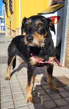MARTINA, Hund, Terrier-Mix in Spanien - Bild 3