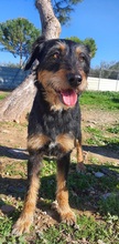 MARTINA, Hund, Terrier-Mix in Spanien - Bild 4