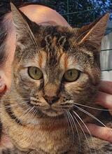 FALCHITTA, Katze, Europäisch Kurzhaar in Italien