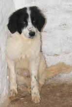 LOLLINO, Hund, Mischlingshund in Italien - Bild 10
