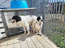 LOLLINO, Hund, Mischlingshund in Italien - Bild 4