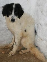 LOLLINO, Hund, Mischlingshund in Italien - Bild 8