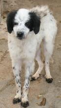 LOLA, Hund, Mischlingshund in Italien - Bild 13