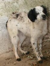 LOLA, Hund, Mischlingshund in Italien - Bild 14