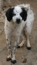 LOLA, Hund, Mischlingshund in Italien - Bild 15