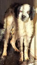 LOLA, Hund, Mischlingshund in Italien - Bild 16