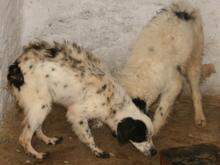 LOLA, Hund, Mischlingshund in Italien - Bild 17