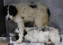 LOLA, Hund, Mischlingshund in Italien - Bild 18