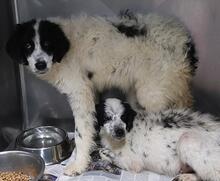 LOLA, Hund, Mischlingshund in Italien - Bild 19