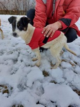 DENIS, Hund, Mischlingshund in Bulgarien - Bild 1