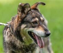 BEZA, Hund, Mischlingshund in Polen - Bild 1