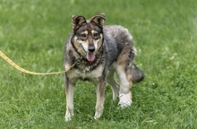 BEZA, Hund, Mischlingshund in Polen - Bild 2
