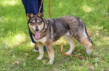 BEZA, Hund, Mischlingshund in Polen - Bild 3