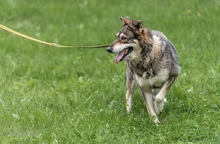 BEZA, Hund, Mischlingshund in Polen - Bild 4