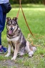 BEZA, Hund, Mischlingshund in Polen - Bild 5