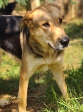 NUCREMA, Hund, Mischlingshund in Griechenland - Bild 1