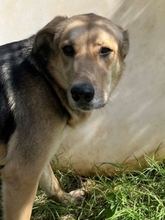 NUCREMA, Hund, Mischlingshund in Griechenland - Bild 10