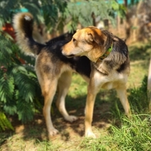 NUCREMA, Hund, Mischlingshund in Griechenland - Bild 2