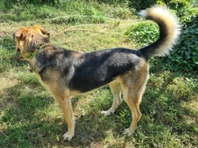 NUCREMA, Hund, Mischlingshund in Griechenland - Bild 3