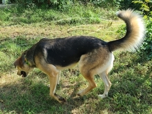 NUCREMA, Hund, Mischlingshund in Griechenland - Bild 6