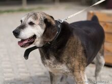 AXO, Hund, Mischlingshund in Slowakische Republik