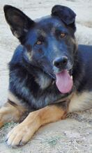 BUSTER, Hund, Mischlingshund in Griechenland