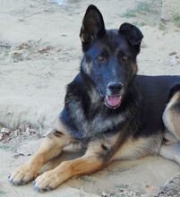 BUSTER, Hund, Mischlingshund in Griechenland - Bild 10