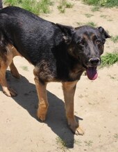 BUSTER, Hund, Mischlingshund in Griechenland - Bild 15